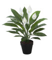 Искусственное растение SPATHE H60см, спатифиллум, чёрный горшок