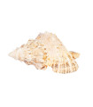 Decoration IN HOME 18xH10cm, shell