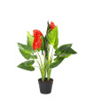 Зеленое растение АНТУРИЙ, H80см, красный, чёрный горшок