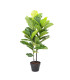 Зеленое растение FIDDLE LEAF, H190см