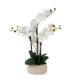 Valge orhidee 4 oksaga IN GARDEN, H55cm, hall pott