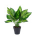 Kunsttaim DIEFFENBACHIA, H45cm, must pott