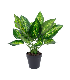 Зеленое растение DIEFFENBACHIA, H45см, черный горшок