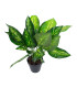 Kunsttaim DIEFFENBACHIA, H45cm, must pott