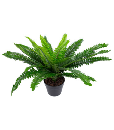 Зеленое растение BOSTON FERN, H60см, черный горшок