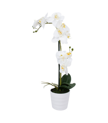 Valge orhidee 2 oksaga IN GARDEN, H51cm, valge pott