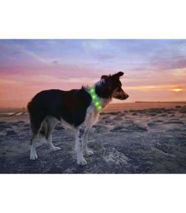 Anicoll LED Collar for Dogs and Cats Green