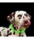 Anicoll LED Collar for Dogs and Cats Green