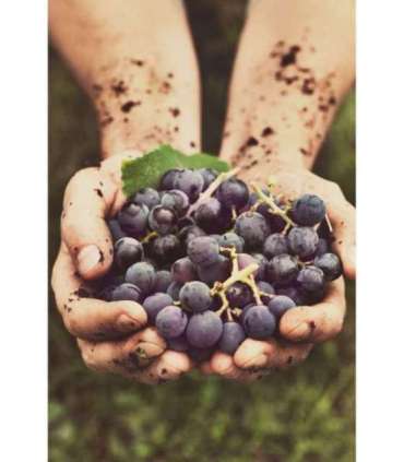 Gastroback Home Sommelier 47000