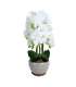 Orhidee GREENLAND H72cm hall pott, valge