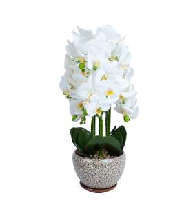 Orhidee GREENLAND H72cm hall pott, valge õis