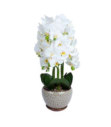 Orhidee GREENLAND H72cm hall pott, valge