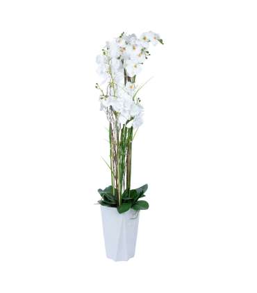 Orhidee GARDEN QUEEN H132cm, valge