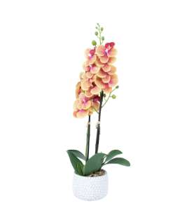 Orhidee GARDEN QUEEN H40cm, kollane