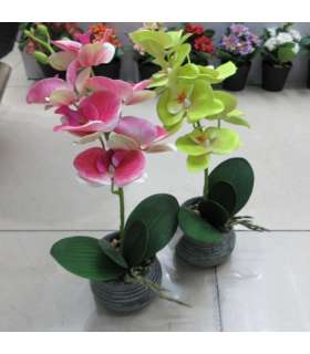 Orhidee GREENLAND potis, mix