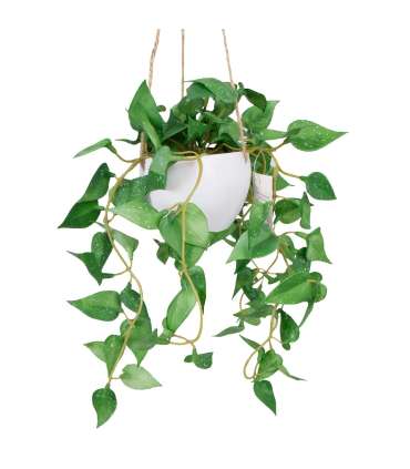 Kunsttaim GREENLAND potis, rippuv, Kuld-