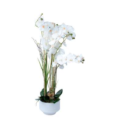 Orhidee GARDEN QUEEN H102cm, valge