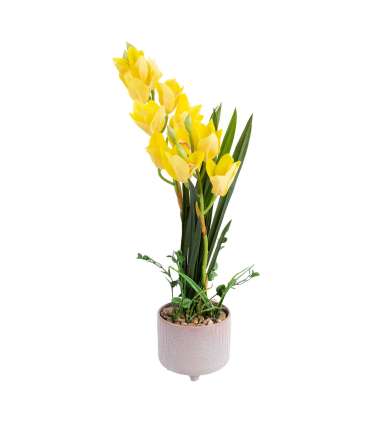 Orhidee GARDEN QUEEN H70cm, kollane