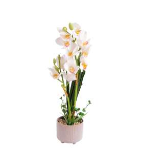Orhidee GARDEN QUEEN H70cm, valge