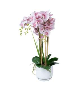 Orhidee GARDEN QUEEN H68cm, heleroosa