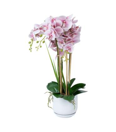 Orhidee GARDEN QUEEN H68cm, heleroosa