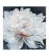 Масляная картина 100x100cm, белый цветок