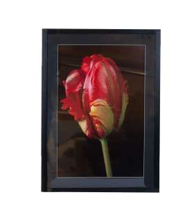 Seinapilt PICTURE LAND 50x70cm, tulp
