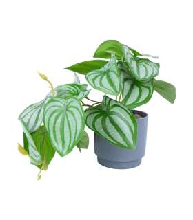 Kunsttaim GREENLAND H15cm, triibuline le