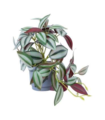 Kunsttaim GREENLAND H15cm, sebralill