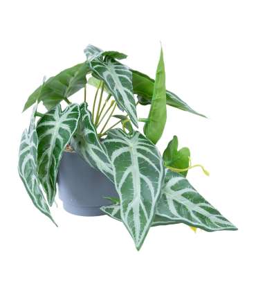 Kunsttaim GREENLAND H15cm, alokaasia