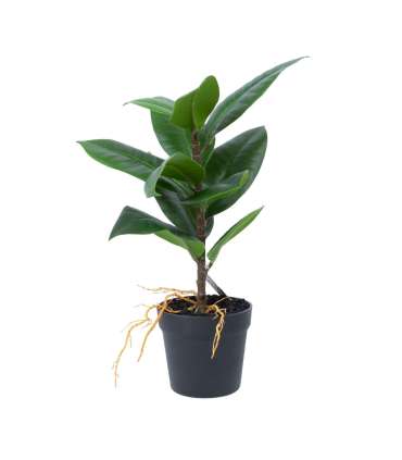 Kunsttaim GREENLAND H35cm, "Rubber fig"