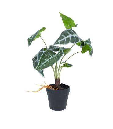 Kunsttaim GREENLAND H40cm, "Alocasia"