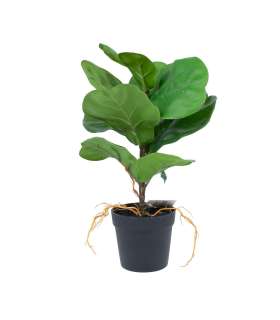 Kunsttaim GREENLAND H35cm, "Clusia rosea