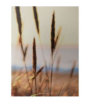 Seinapilt WALLY 30x90cm, kõrkjad