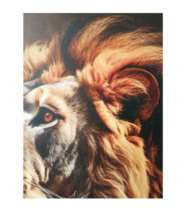 Seinapilt WALLY 50x70cm, lõvi