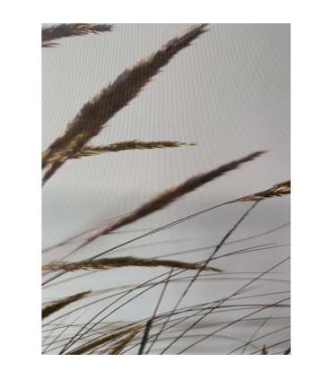 Seinapilt WALLY 50x140cm, kõrkjad