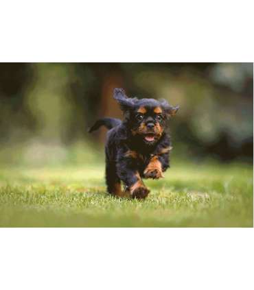 SJCAM Funcam+ Orange