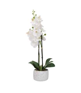 Orhidee GARDEN QUEEN H40cm, valge