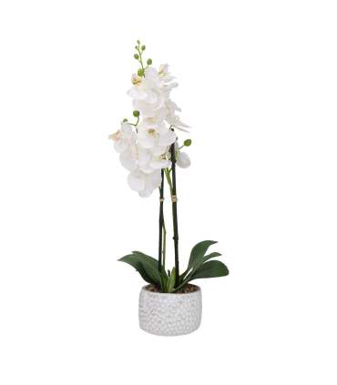 Orhidee GARDEN QUEEN H40cm, valge