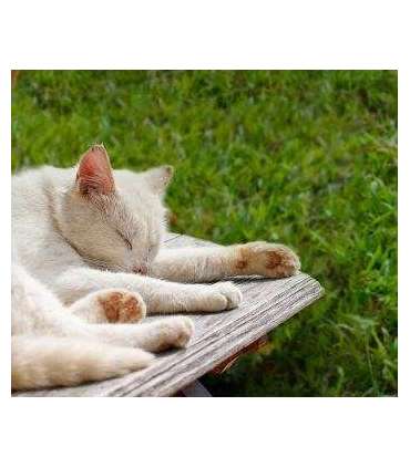 EZVIZ RM600 orange robotic lawn mower