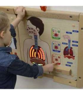 MASTERKIDZ Монтессори обучающая доска — дыхательная система
