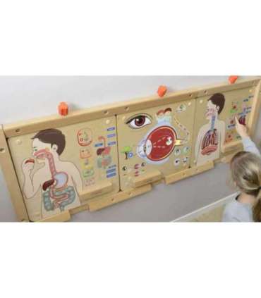 MASTERKIDZ Монтессори обучающая доска — дыхательная система
