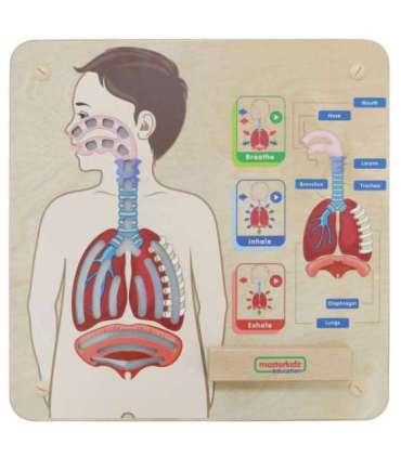 MASTERKIDZ Монтессори обучающая доска — дыхательная система