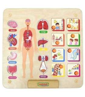 MASTERKIDZ Tablica Edukacyjna Układ Ciała Ludzkiego Montessori