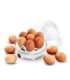 Esperanza EKE001 egg cooker 7 egg(s) 350 W White