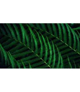 Philips Monitor 24B2G5200 00 (24B2G5200/00)