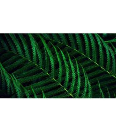 Philips Monitor 24B2G5200 00 (24B2G5200/00)