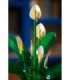 LEGO BOTANICALS 11504 Peace Lily