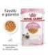 Royal Canin FHN Kitten Instinctive in jelly - wet food for kittens - 12x85g