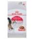 ROYAL CANIN FHN Instinctive - wet pate food for adult cats - 12x 85g
